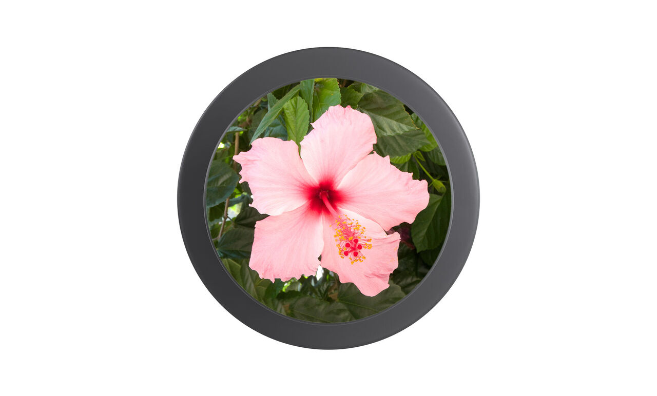 Popgrip con una flor rosa personalizada visto desde arriba.